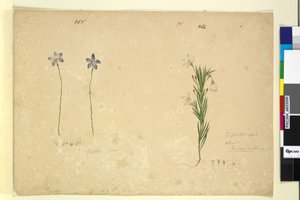 265. oldal Glossodia minor; 266. Ricinocarpus, 1803-2006 körül (wc, toll, tinta és ceruza) alkotó: John William Lewin