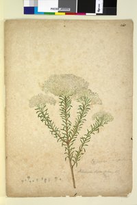268. oldal Helichrysum diosmifolium Ozothamnus diosmifolius, c.1803-06 (wc, toll, tinta és ceruza)