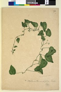 270. oldal Stephania hernandiaefolia, 1803-2006 körül (wc, toll, tinta és ceruza) alkotó: John William Lewin