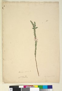 28. oldal Epacris sparsa, c.1803-06 (wc, toll, tinta és ceruza)