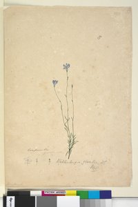 37. oldal Wahlenbergia gracilis, c.1803-06 (wc, toll, tinta és ceruza) alkotó: John William Lewin