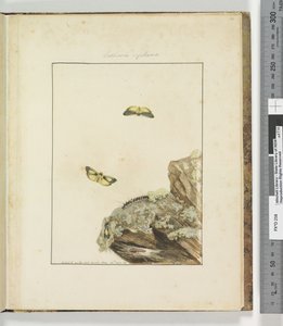 39. oldal. 10. tábla Lithosa Replana, 1803-04 (kézzel színezett rézkarcnyomatok) alkotó: John William Lewin