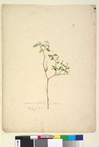 39. oldal Solanum nigrum, c.1803-06 (wc, toll, tinta és ceruza) alkotó: John William Lewin