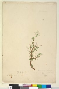 42. oldal Bursaria spinosa, c.1803-06 (wc, toll, tinta és ceruza) alkotó: John William Lewin