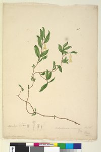 43. oldal Billardiera scandens, c.1803-06 (wc, toll, tinta és ceruza) alkotó: John William Lewin