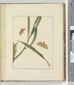 43. oldal. 11. tábla Bombyx Nasuta, 1803-04 (kézzel színezett rézkarcnyomatok) alkotó: John William Lewin