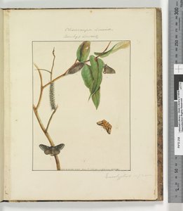 47. oldal. 12. tábla Clisiocampa Lewinae Bombyx Lewinae, 1803-04 (kézzel színezett rézkarcnyomatok) alkotó: John William Lewin