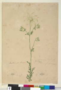 48. oldal Actinotus Helianthi, 1803-2006 körül (wc, toll, tinta és ceruza) alkotó: John William Lewin