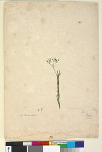 49. oldal. Trachymene linearis, c.1803-06 (wc, toll, tinta és ceruza) alkotó: John William Lewin