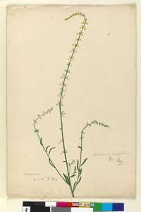 51. oldal Stackhousia, c.1803-06 (wc, toll, tinta és ceruza) alkotó: John William Lewin