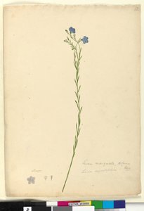 52. oldal Linum marginale, c.1803-06 (wc, toll, tinta és ceruza) alkotó: John William Lewin