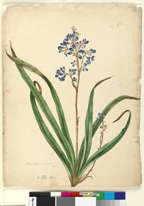 57. oldal Dianella caerulea, c.1803-06 (wc, toll, tinta és ceruza)