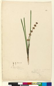 62. oldal Xerotes Lomandra multiflora, 1803-06 körül (wc, toll, tinta és ceruza) alkotó: John William Lewin