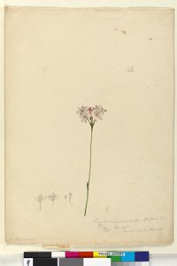 63. oldal Burchardia umbellata, c.1803-06 (wc, toll, tinta és ceruza) alkotó: John William Lewin