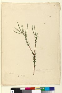 64. oldal Baeckea densifolia, c.1803-06 (wc, toll, tinta és ceruza) alkotó: John William Lewin