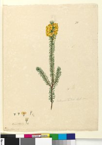 73. oldal. Dillwynia rubis?, 1803-06 körül (wc, toll, tinta és ceruza) alkotó: John William Lewin