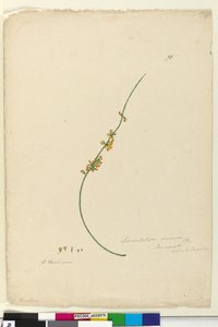 75. oldal Sphaerolobium vimineum, c.1803-06 (wc, toll, tinta és ceruza) alkotó: John William Lewin