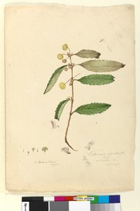 81. oldal Callicoma serratifolia, 1803-06 körül (wc, toll, tinta és ceruza)