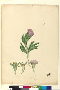 82. oldal Mesembryanthemum aequilaterale, c.1803-06 (wc, toll, tinta és ceruza) alkotó: John William Lewin