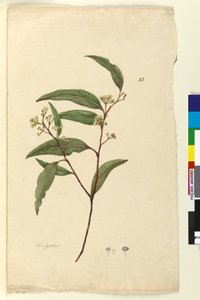 83. oldal Eukaliptusz, c.1803-06 (wc, toll, tinta és ceruza) alkotó: John William Lewin
