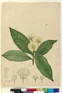 85. oldal Angophora intermedia, c.1803-06 (wc, toll, tinta és ceruza) alkotó: John William Lewin