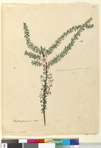 86. oldal Leptospermum scoparium, c.1803-06 (wc, toll, tinta és ceruza) alkotó: John William Lewin