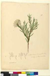 92. oldal Melaleuca linariifolia, 1803–1806 körül (wc, toll, tinta és ceruza) alkotó: John William Lewin