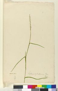 9. oldal Lepturus cylindricus, c.1803-06 (wc, toll, tinta és ceruza) alkotó: John William Lewin
