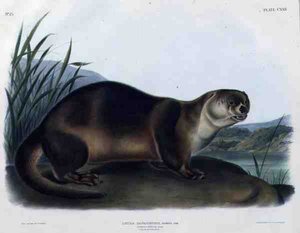 Lutra Canadensis vagy Lataxina Mollis (kanadai vidra), 122-es tábla az „Észak-Amerika négylábúiról”, John T. Bowen (1801-1856 körül) metszetével alkotó: John Woodhouse (after) Audubon