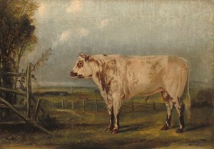 Egy fiatal bika c. 1849.