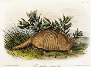 Kilencsávos Armadillo, 1849-1854 alkotó: John Woodhouse Audubon