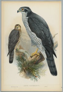 Astur Palumbarius - Goshawk, rajzolta J. Wolf, metszett H. C. Richter