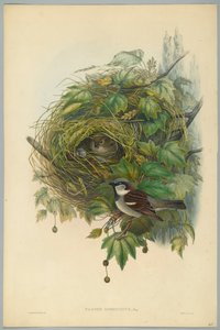 Passer Domesticus - Közönséges házi veréb, metszett H. C. Richter