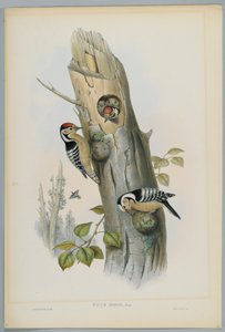 Picus Minor - kis pettyes harkály, metszett H. C. Richter