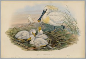 Platalea Leucorodia – Kanálcsőrű és fiatal, metszett H. C. Richter