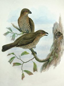 Ailuroedus Dentirostris, fogascsőrű macskamadár