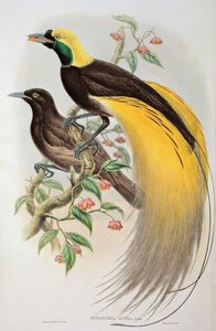 Paradicsommadár: Greater, Paradisaea Apoda