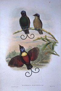 Wilsons Phyllodes Respublica – Paradicsom madara
