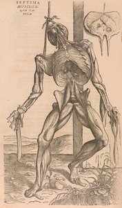 De humani corporis fabrica Az emberi test szerkezetéről, 1555. alkotó: John of Calcar