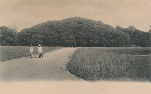 „A Banyan Tree, Botanikus Kert. Kalkutta, 1906.