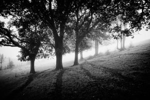 The Goodwood Estate, West Sussex, Egyesült Királyság, 2019 (fotó)