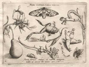 Archetípusok és tanulmányok: A halál az a vonal, amely mindennek a végét jelzi (II. rész, 5. tábla) alkotó: Joris Hoefnagel