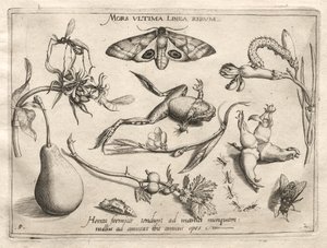 Archetípusok és tanulmányok: A halál az a vonal, amely a II. rész végét jelzi, 5. tábla, 1592. alkotó: Joris Hoefnagel