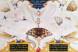 Diptichon virágokkal és rovarokkal, 1591 (maruflázs és pergamen a panelen) alkotó: Joris Hoefnagel