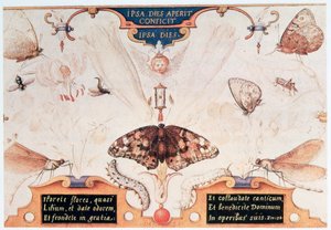 Diptichon virágokkal és rovarokkal, 1591. alkotó: Joris Hoefnagel