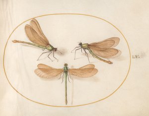 Szitakötő, 1575-80 körül