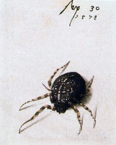 Női pók, 1578 alkotó: Joris Hoefnagel