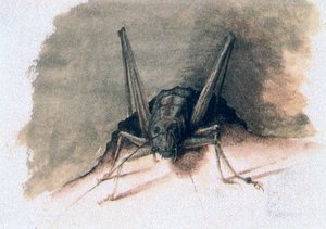 Zöld szöcske, 16. század alkotó: Joris Hoefnagel