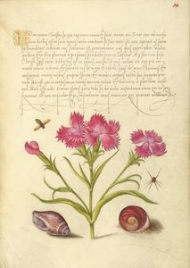 Rovar, Sweet William, pók, tengeri puhatestű, és a Santa Lucia szeme alkotó: Joris Hoefnagel