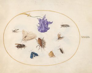 Rovarok, 1575-80 körül alkotó: Joris Hoefnagel